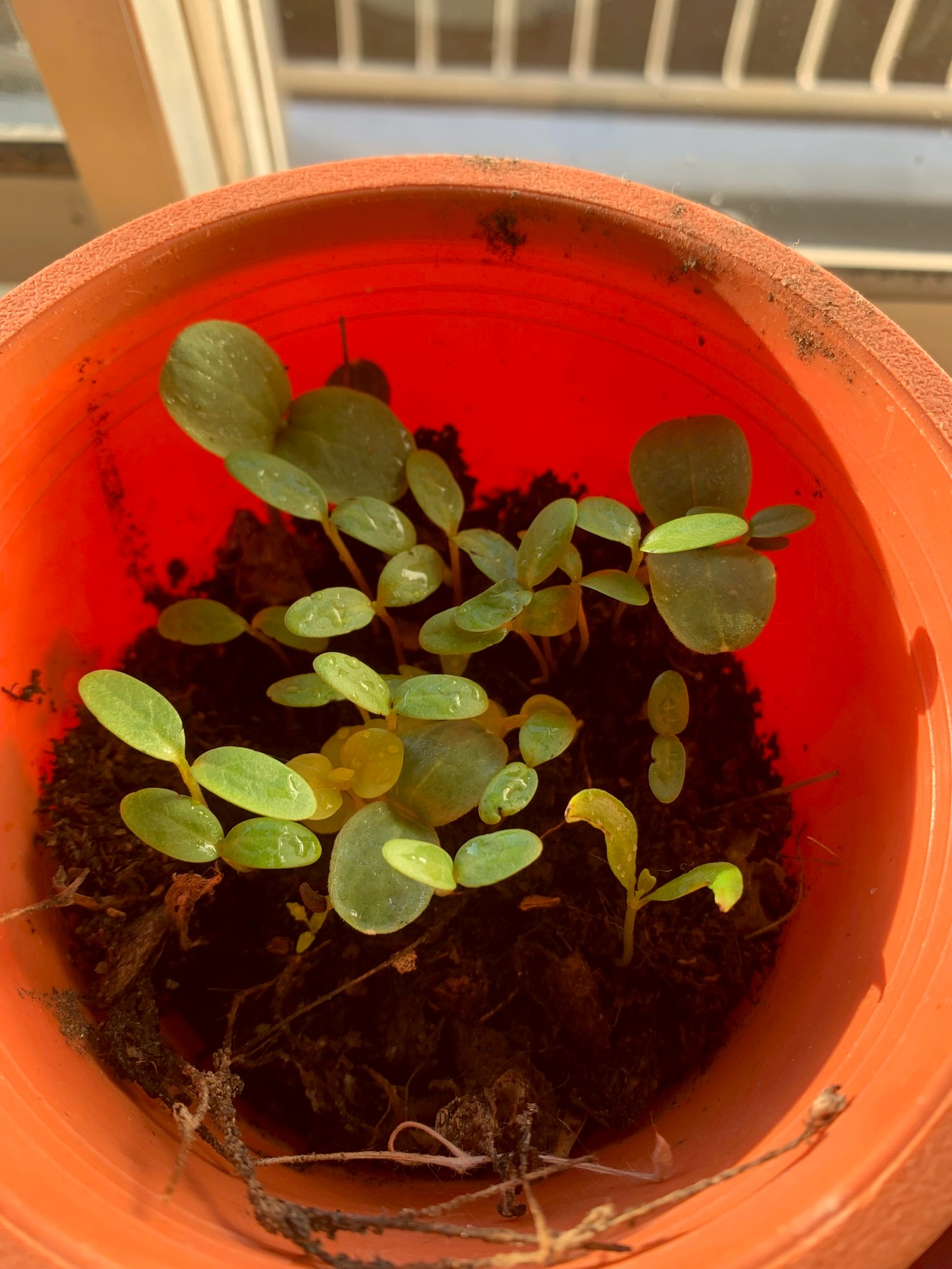 【ミミズコンポストで出来た土から出てきた色んな芽】